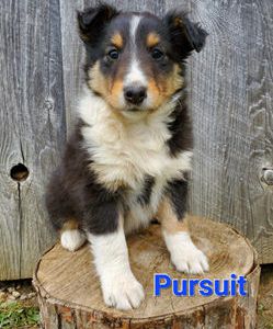 Pursuit