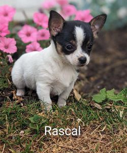 Rascal