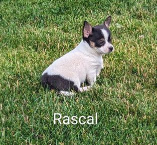 Rascal