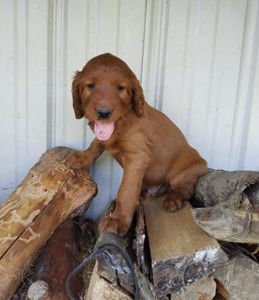 Ruger