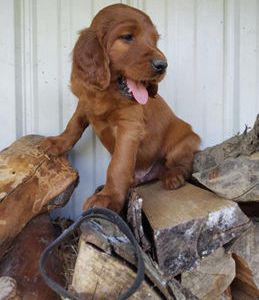 Ruger
