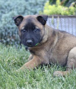 Sadie