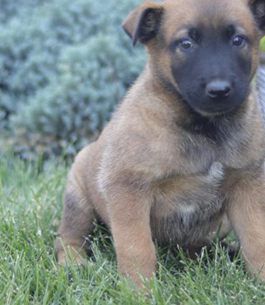 Scout