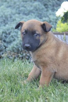 Scout