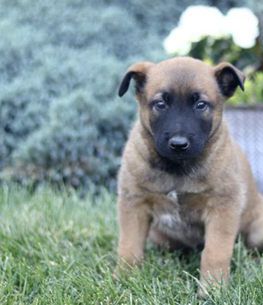 Scout