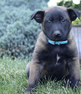 Simba