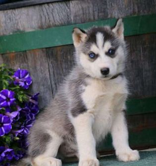 Skye
