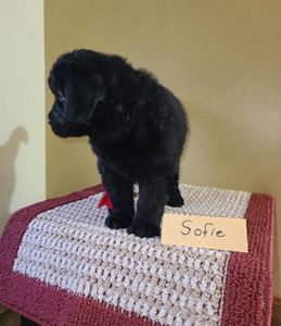 Sofie