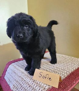 Sofie