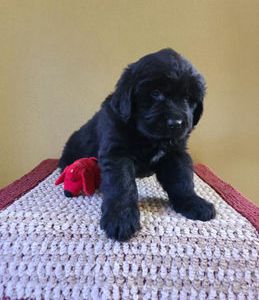 Sofie