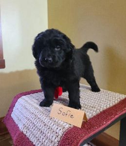 Sofie