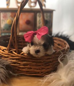 Sunny Mae