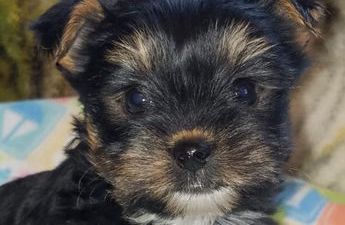 Tiny Furbaby