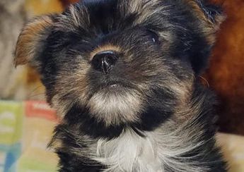 Tiny Furbaby