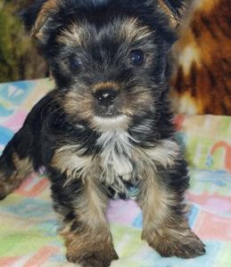 Tiny Furbaby