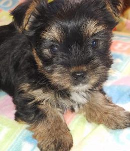 Tiny Furbaby