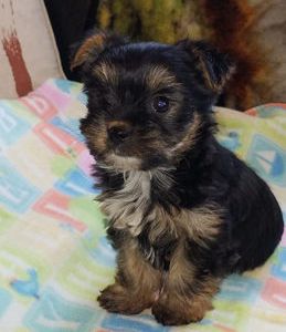Tiny Furbaby