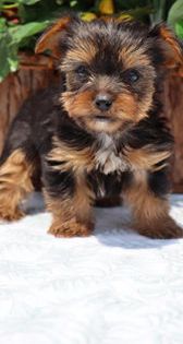 Tiny Tina