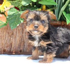 Tiny Tina