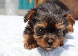 Tiny Tina