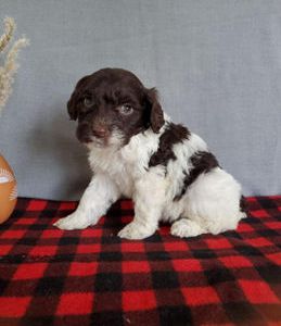 Tiny chewie