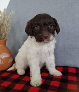 Tiny chewie