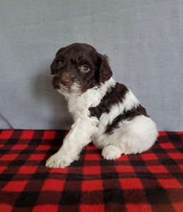 Tiny chewie
