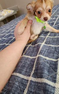 Toy Frankie