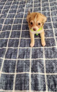 Toy Frankie