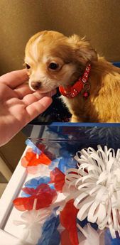 Toy Frankie