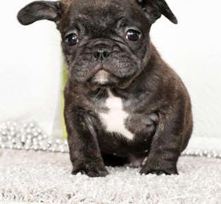Winston