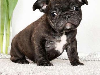 Winston