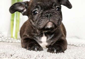 Winston