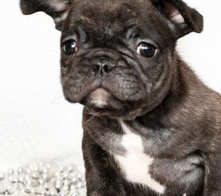 Winston