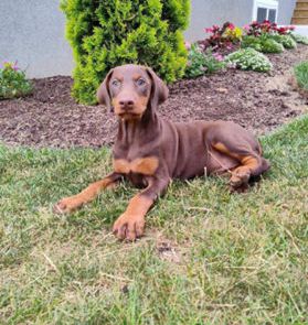 Zoe