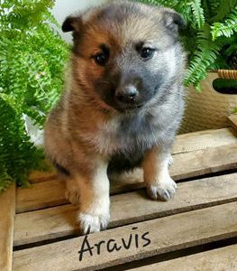 Aravis