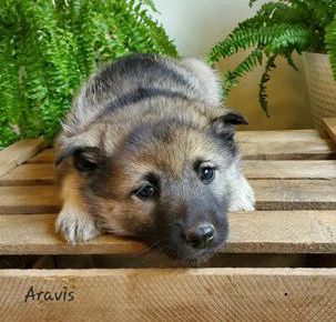 Aravis