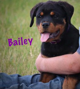 Bailey w Long Tail