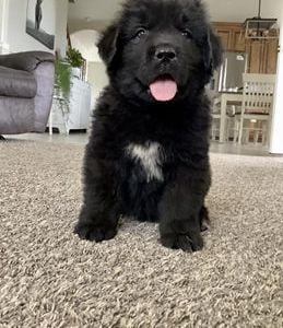 Benjie