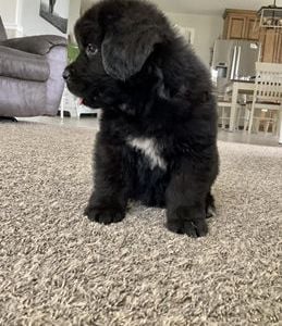Benjie