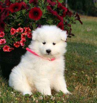 Betsey