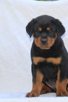 Bruno