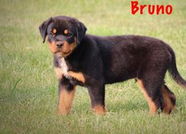 Bruno w Long Tail