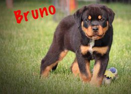 Bruno w Long Tail