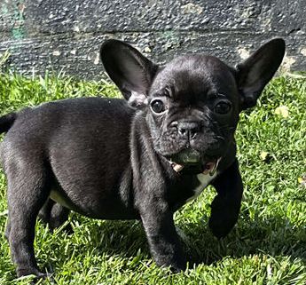 Coco