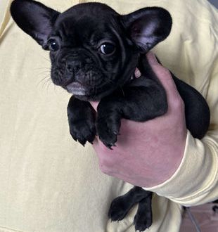 Coco