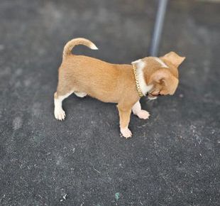 Cooper