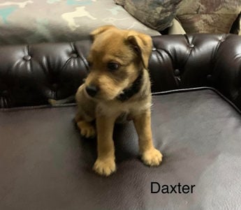 Daxter