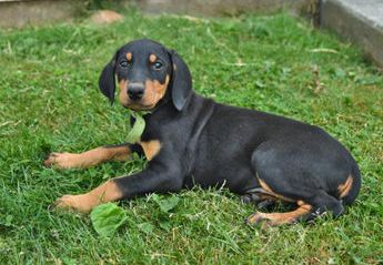 Dobie