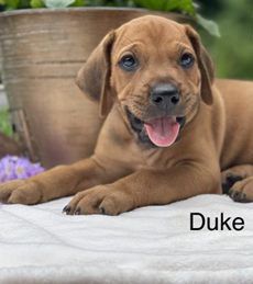 Duke